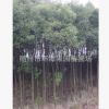 批發1-2年生香樟苗樟樹苗