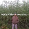 供高300公分左右竹柳小苗湖北速生竹柳苗木量大價不高