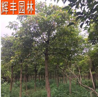 秋楓 秋楓樹 大喬木秋楓樹 秋楓樹苗 風景樹園林工程綠化苗木