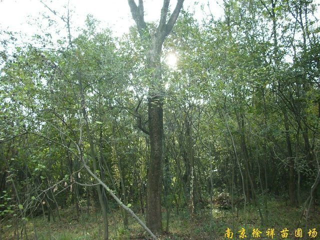 供應(yīng)樸樹等多種綠化苗木