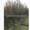 批發(fā)四川成都苗圃種植叢生紅葉李籠子，叢生紫葉李籠子