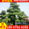 工程綠化精品造型羅漢松 羅漢松苗 品種優質成活率高 羅漢松價格