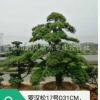 金葉女貞苗低價批發 花卉苗木 工程綠化彩色苗木 金葉女貞球價格
