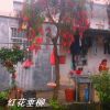 供應紅花垂柳，紅千層，串錢柳綠化苗木