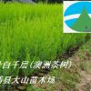 澳洲茶樹苗（互葉白千層，提取茶樹油 Tea Tree Oil