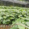 輕木樹苗 （Balsa、巴沙木、世界上生長快樹木)