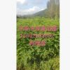 優質苗木刺槐，紫穗槐，大量批發刺槐小苗