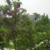 供應(yīng)3-8公分 香花槐