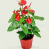 室內(nèi)高檔花卉盆栽紅掌精品盆景 火鶴花白掌苗 粉掌盆栽四季開花