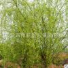 綠化環(huán)境風(fēng)景樹 道樹綠化花木垂柳 苗木垂柳 柳樹批發(fā)