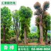香樟移植香樟樹再生原生香樟樹苗全冠香樟樹3-60公分基地批發(fā)銷售