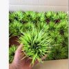 批發金錢菖蒲【量大優惠】黃金姬辦公室茶幾盆栽 日本菖蒲