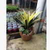 高檔室內盆栽 黃金蘭 公室花卉植物花卉 吸收甲醛