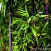 庭院觀賞竹子植物/紫竹 金鑲玉竹；青竹苗 趣味美觀 四季常青