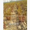專業走苗 觀賞芍藥 2-3芽 紫菱金袍 千層花 庭院觀賞 園林綠化等
