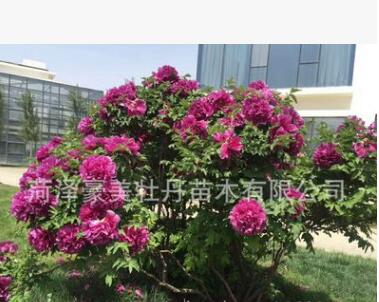 獨桿觀賞 精品牡丹王 旅游項目花卉綠植 園林園藝 庭院觀賞