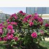 獨桿觀賞 精品牡丹王 旅游項目花卉綠植 園林園藝 庭院觀賞
