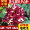 批發(fā)大盆栽品種月季 歐月 爬藤月季 樹狀月季花苗 嫁接月季苗基地