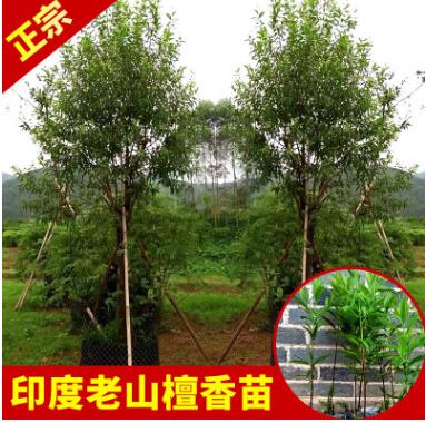 永發(fā)名貴樹苗正宗印度老山檀香樹苗庭院綠植室內植物盆景苗木批發(fā)