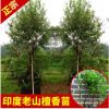 永發名貴樹苗正宗印度老山檀香樹苗庭院綠植室內植物盆景苗木批發