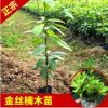 永發名貴樹苗南方北方種植金絲楠木樹苗庭院綠植小葉楨楠苗木批發