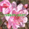 綠化苗木批發(fā) 梅花樹苗 美人梅小苗 品種規(guī)格齊全 庭院綠植花卉