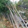 批發(fā)基地優(yōu)質(zhì)綠化欒樹欒樹 易成活 量大從優(yōu) 欒樹直銷