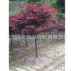 常年紅日本紅楓樹苗行道樹綠化苗木園林工程綠化樹苗批發(fā)