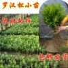 出售羅漢松小苗青臺(tái)灣雀舌/羅漢松樹苗 實(shí)物拍攝防輻射