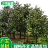 基地直銷 廣玉蘭樹 玉蘭樹 風景樹 廣玉蘭樹 規(guī)格齊全