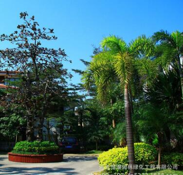 多花薔薇花苗 爬墻梅 爬藤月季玫瑰爬墻 庭院花卉盆栽2年苗