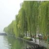 垂柳小苗樹苗柳樹枝條垂楊柳樹苗竹柳樹苗黃金柳金絲垂柳批發(fā)直柳