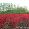 日本紅楓苗批發 園林綠化苗木 紅楓嫁接樹苗 紅楓小苗 基地直銷