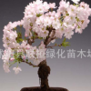 進(jìn)口櫻花種子日本櫻花 櫻花盆栽種子 彩色芙蓉花 楓樹(shù) 神秘果金桔