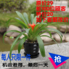 辦公室內綠色植物長壽花 栽鴻運當頭觀葉花卉鳳梨土培水養小盆栽