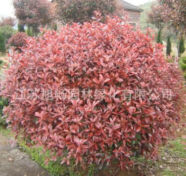 基地批發紅葉石楠球 供應優質紅葉石楠小苗 3cm地徑紅葉石楠樹