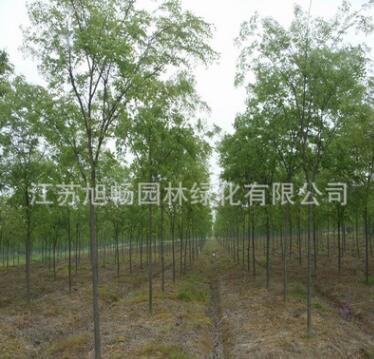 基地直銷櫸樹苗 供應優質櫸樹苗耐寒耐旱規格齊全量大從優