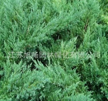 基地大量批發綠化鋪地 鋪地柏苗 爬地柏 沙地柏苗