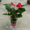 批發紅掌盆栽觀花植物 紅掌 水培花卉小盆栽 四季開花品種齊全