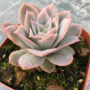 玫瑰女王 正品多肉植物 兩頭多肉植物 花卉盆景批發(fā) 室內(nèi)盆景花卉