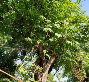 花木之鄉(xiāng) 批發(fā)園藝樹苗 凌霄苗大量供應 果樹苗 農戶直銷