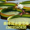 專業(yè)供應(yīng)水生植物 王蓮 凈化水質(zhì) 物美價(jià)廉 歡迎選購(gòu)