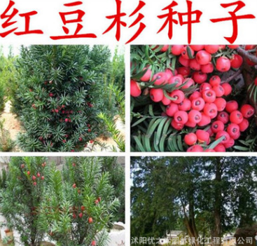 沙藏紅豆杉種子 正宗曼地亞紅豆杉種子 東北南方北方紅豆杉樹(shù)種子