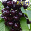 矮化大櫻桃樹 烏克蘭 美早櫻桃樹苗盆栽地栽櫻桃苗當(dāng)年結(jié)果苗