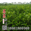 批發(fā) 法國冬青樹苗 法青樹苗 綠籬笆專用苗 珊瑚樹苗 四季常青