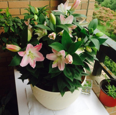 室內(nèi)桌面綠植盆栽種球花卉 香水百合花種球盆栽苗 一代球開(kāi)花超大