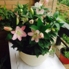 室內桌面綠植盆栽種球花卉 香水百合花種球盆栽苗 一代球開花超大