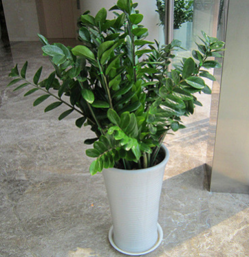 批發(fā)室內(nèi)植物 招財(cái)樹 金錢樹 家居常用盆栽 金錢樹盆栽 盆栽花卉