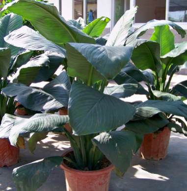 低價(jià)批發(fā) 觀葉植物綠巨人四季常青吸收甲醛 大型綠巨人盆栽