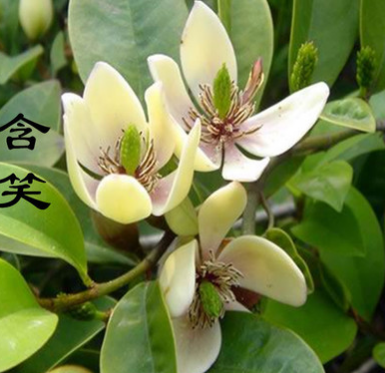 批發(fā) 含笑花苗 含笑苗 盆栽 香味獨(dú)特持久 芳香花卉